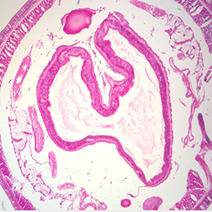 The Earthworm Microslide